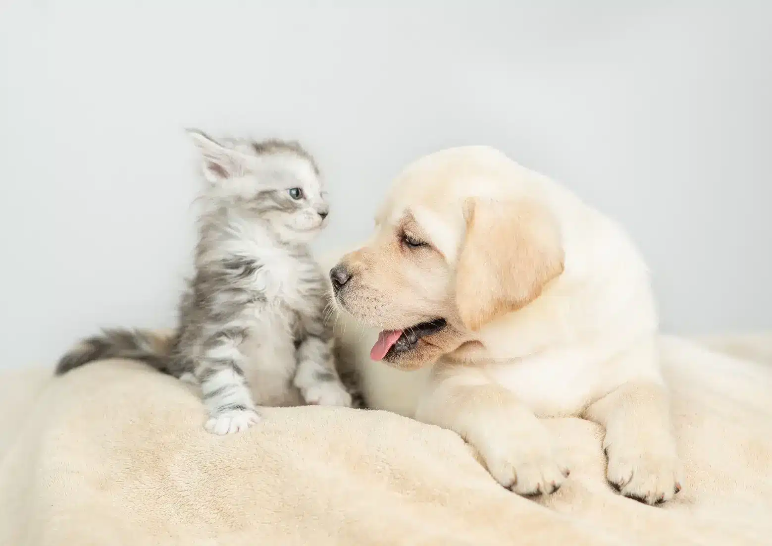 Playful,Golden,Retriever,Puppy,Lying,With,Tiny,Maine,Coon,Cat