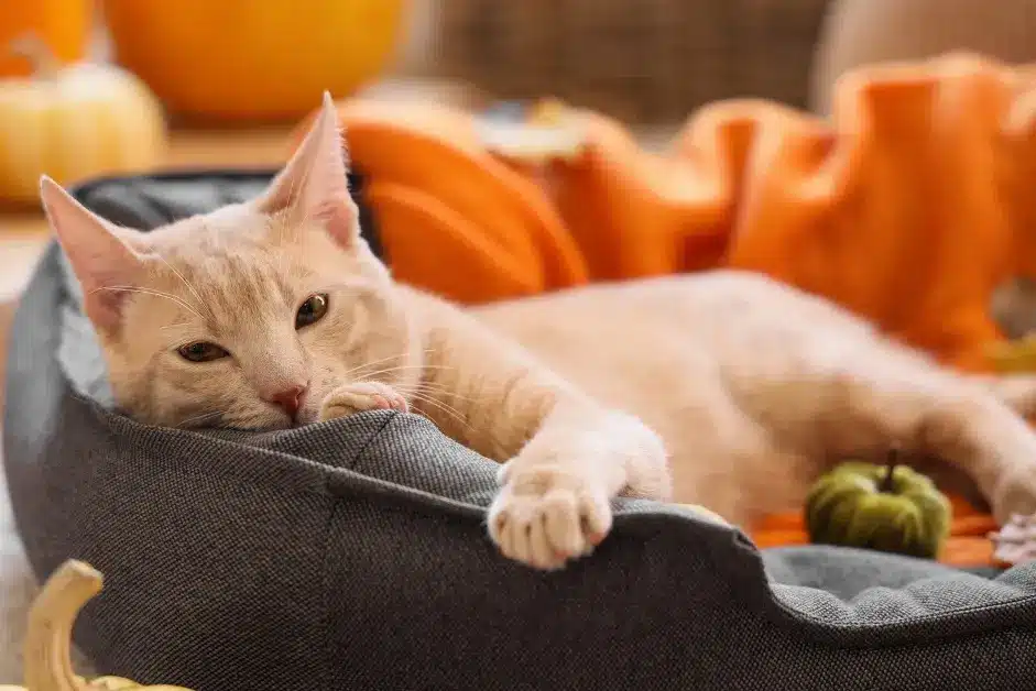 Cute,Cat,Lying,In,Pet,Bed,At,Home,On,Autumn