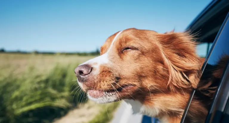 Dog,Travel,By,Car ,Nova,Scotia,Duck,Tolling,Retriever,Enjoying