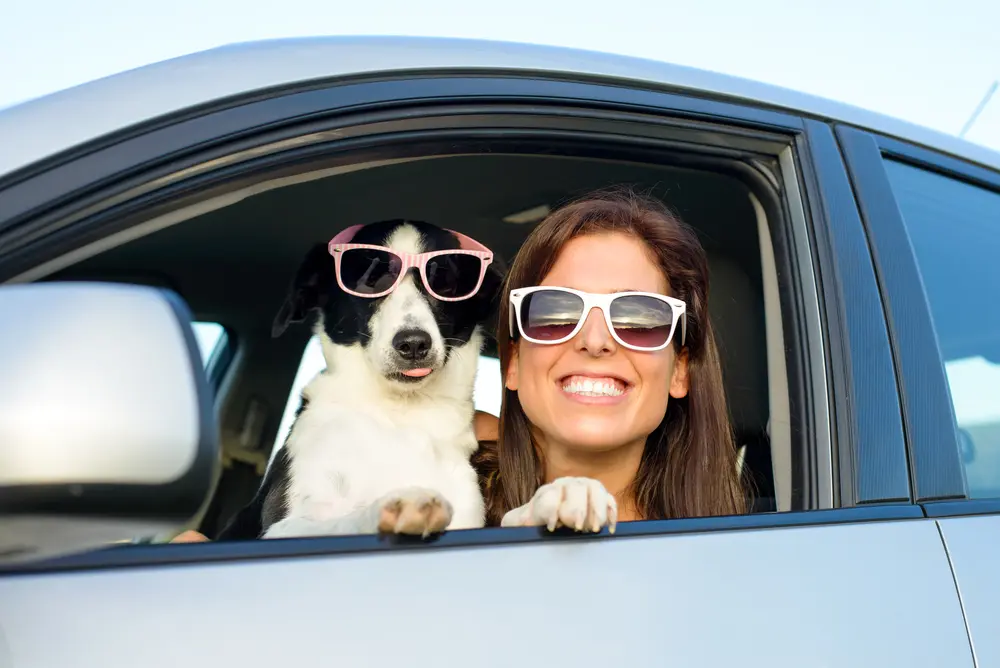 Woman,And,Dog,In,Car,On,Summer,Travel ,Funny,Dog