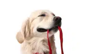 Walking,With,Dog ,Cute,Golden,Retriever,With,Leash,On,White
