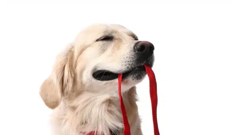 Walking,With,Dog ,Cute,Golden,Retriever,With,Leash,On,White