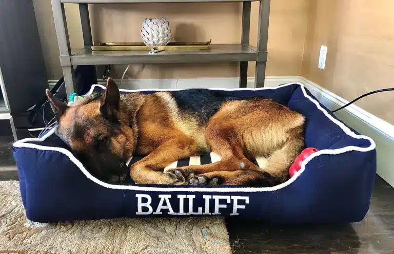 Bailiff