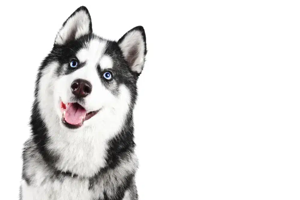 Portrait,Of,A,Blue,Eyed,Beautiful,Smiling,Siberian,Husky,Dog