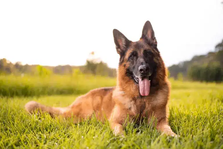 German,Shepherd,Dog,Lying,On,Grass