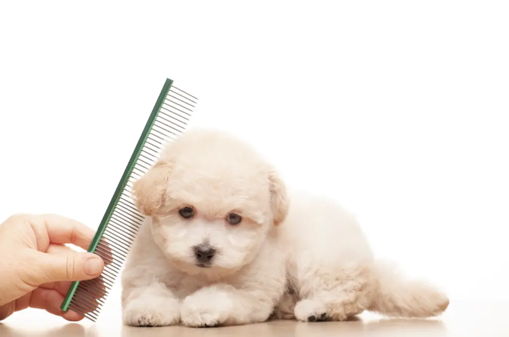 Image,Of,Dog,Hairbrush,Hand,White,Background