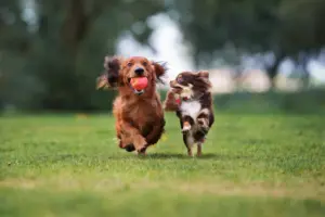 Two,Small,Dogs,Playing,Together,Outdoors