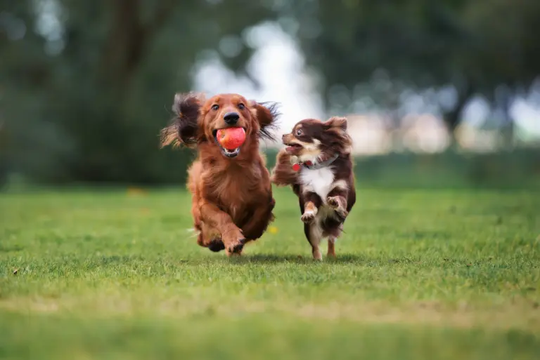 Two,Small,Dogs,Playing,Together,Outdoors