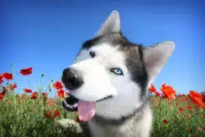 A,Funny,Dog ,Siberian,Husky,In,A,Poppy,Field ,Portrait