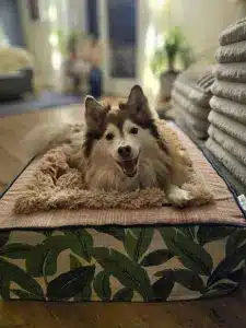 throne dog bed