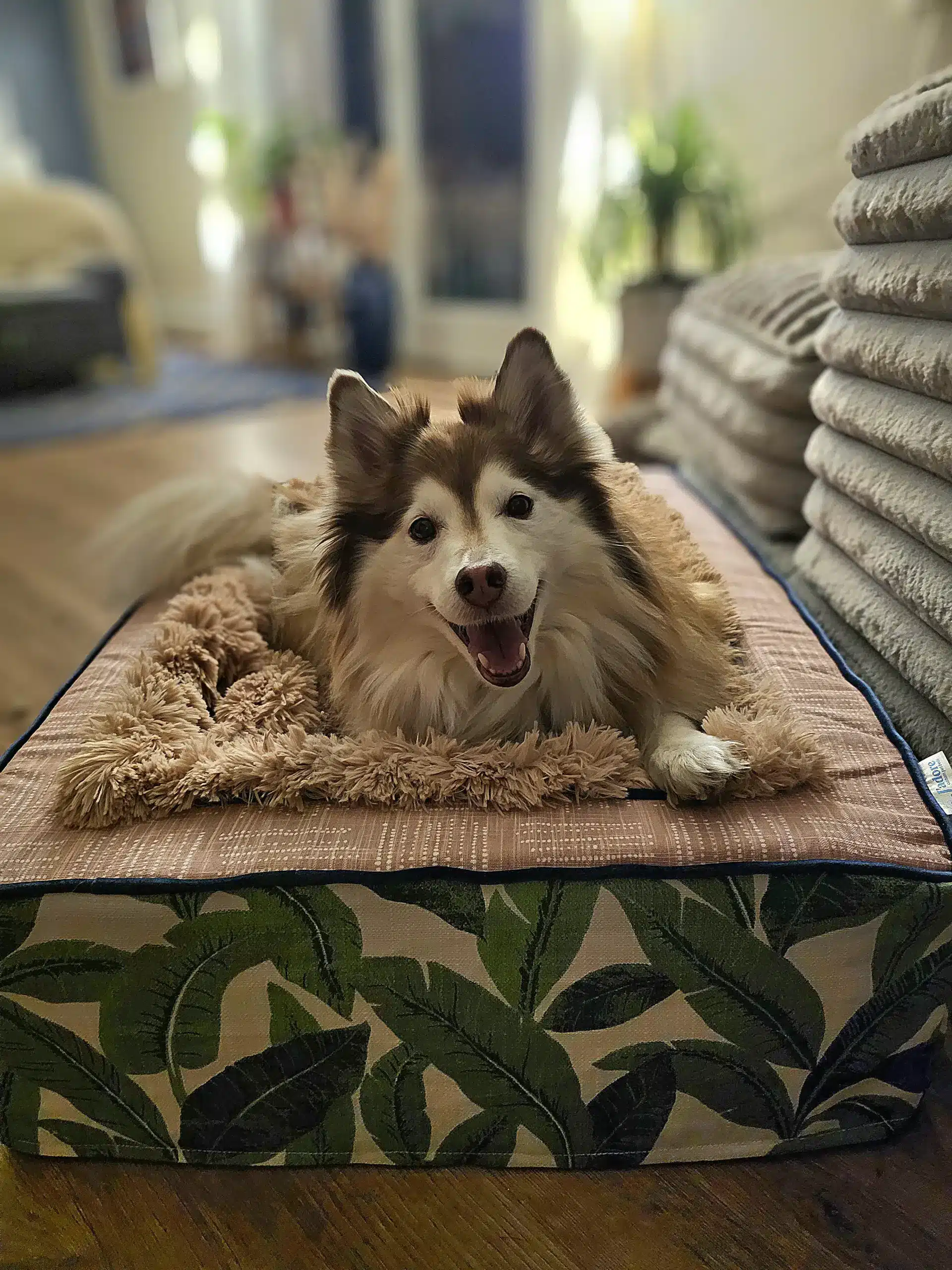 throne dog bed
