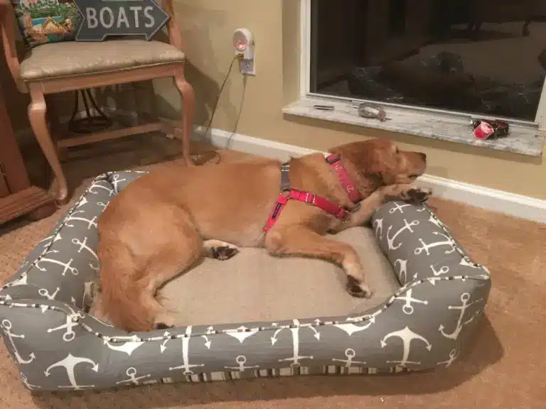 Matey cuddle bed