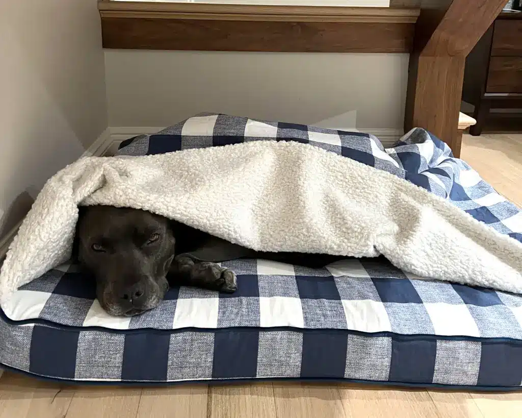 Rosco cave bed