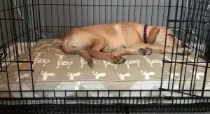 Simba Crate custom size