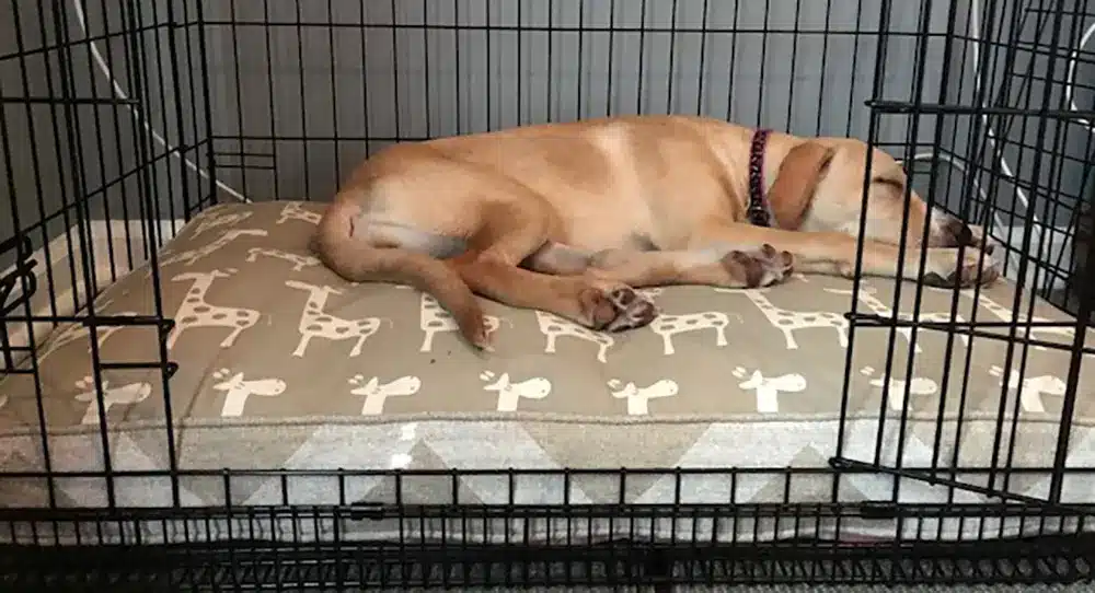 Simba Crate custom size