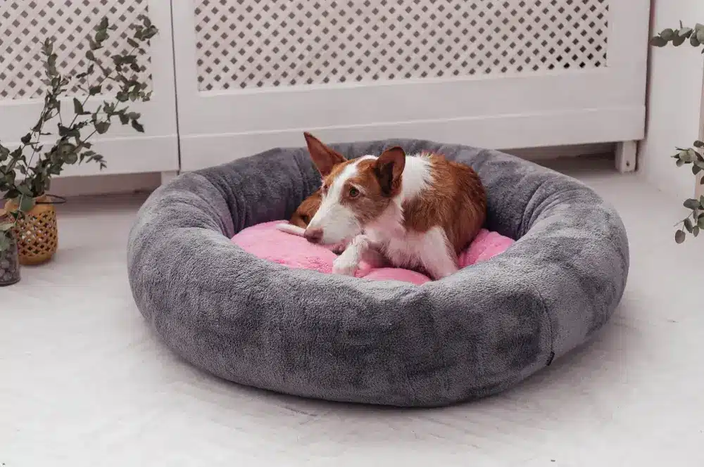 Sleeping,Podenco,Ibicenco