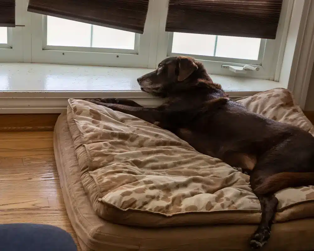 Overhead,View,Of,Chocolate,Lab,Senior,Dog,As,He,Relaxes