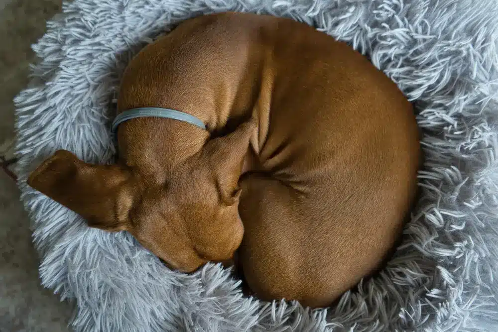 An,Red haired,Dachshund,Is,Resting,In,A,Grey,Bed ,Dachshund