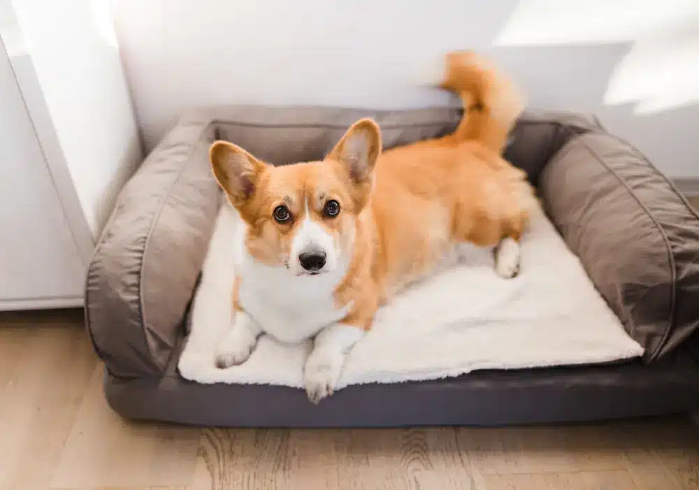 Red,Welsh,Corgi,Pembroke,Cute,Dog,Lying,Down,On,A