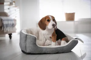 Cute,Beagle,Puppy,In,Dog,Bed,At,Home ,Adorable,Pet