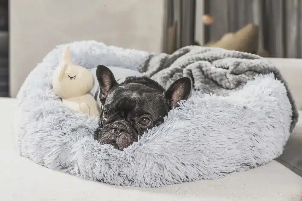 A,Cute,View,Of,A,Black,Puppy,Lying,In,His