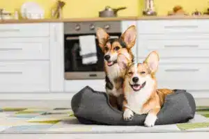 Cute,Corgi,Dogs,With,Pet,Bed,In,Kitchen,At,Home