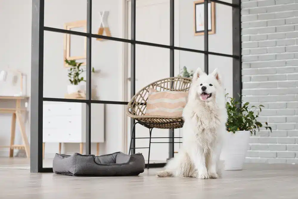 Cute,Samoyed,Dog,In,Living,Room