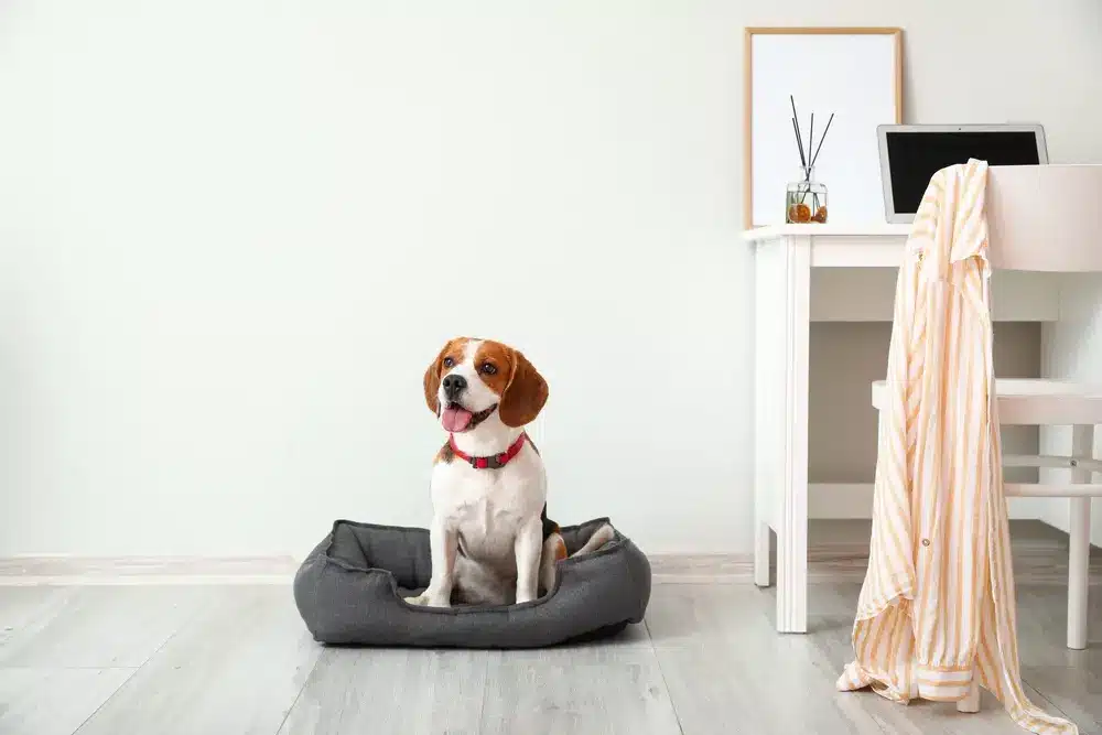 Cute,Beagle,Dog,Sitting,In,Pet,Bed,Near,Light,Wall