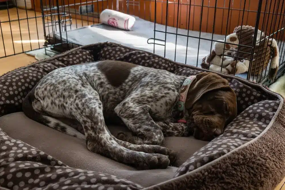 Sleeping,Young,Shorthaired,German,Pointer,Puppy