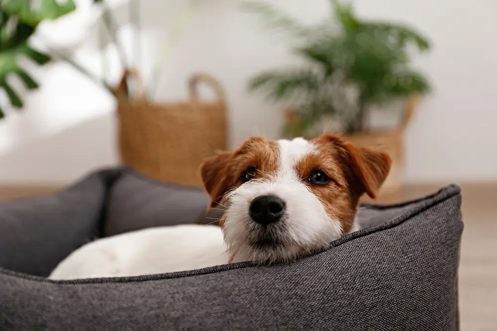 Portrait,Of,Four,Months,Old,Wire,Haired,Jack,Russell,Terrier