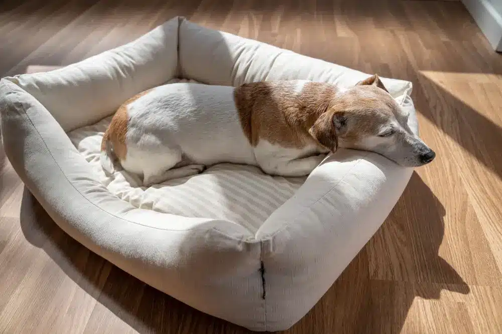 Sleeping,Elderly,Dog,Jack,Russell,Terrier ,Sunny,Day,Siesta,Rest