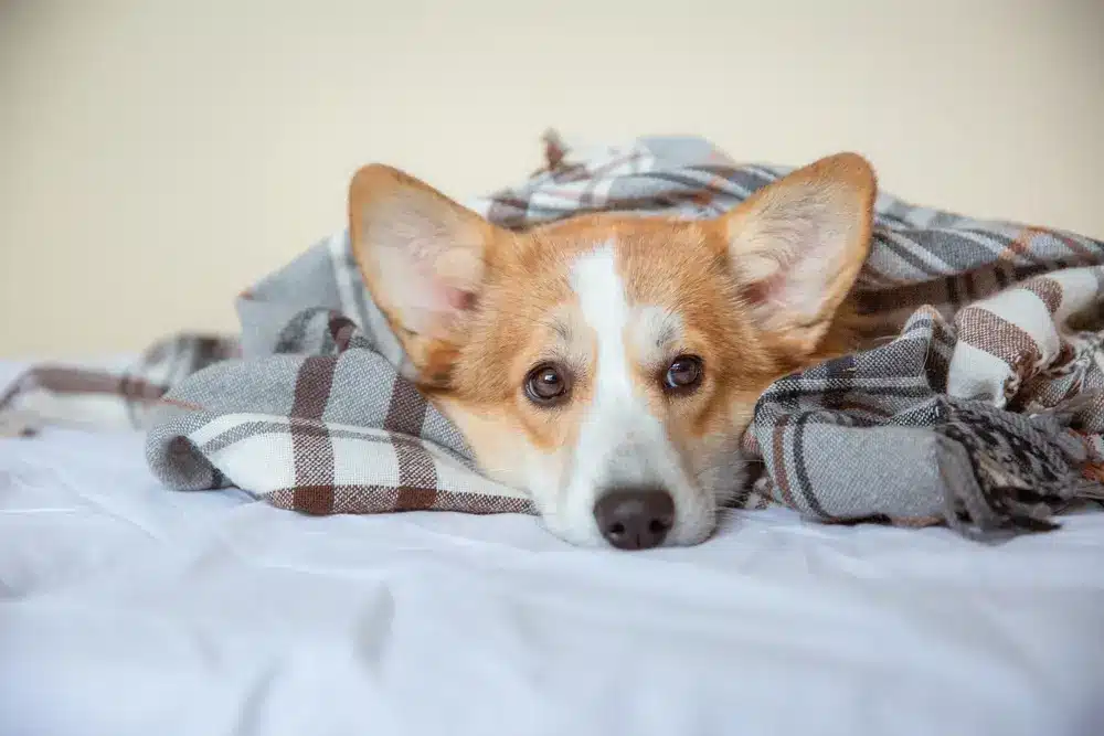 A,Pembroke,Welsh,Corgi,Dog,Or,A,Cardigan,With,A