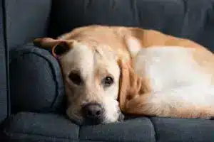 Happy,Serious,Beautiful,Labrador,Dog,On,A,Sunny,Day