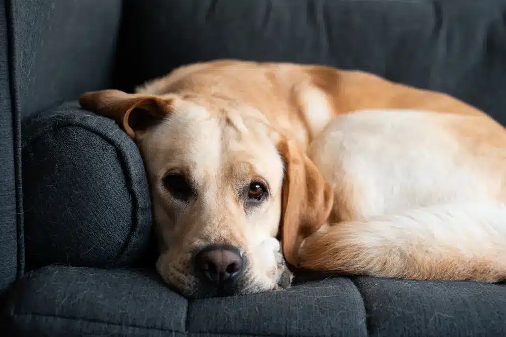 Happy,Serious,Beautiful,Labrador,Dog,On,A,Sunny,Day
