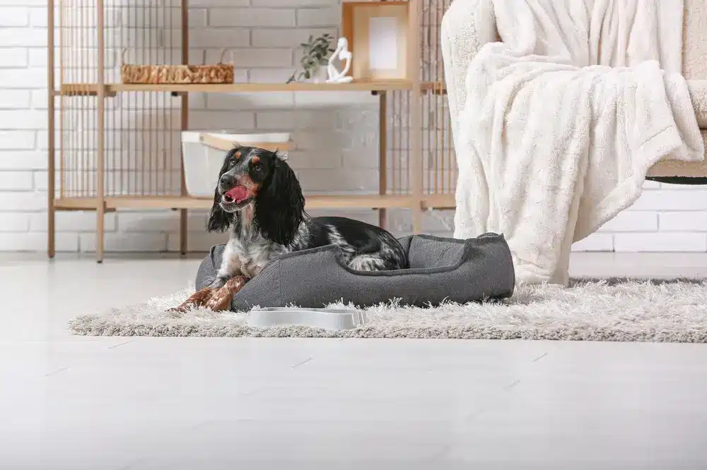 Cute,Cocker,Spaniel,On,Pet,Bed,In,Living,Room