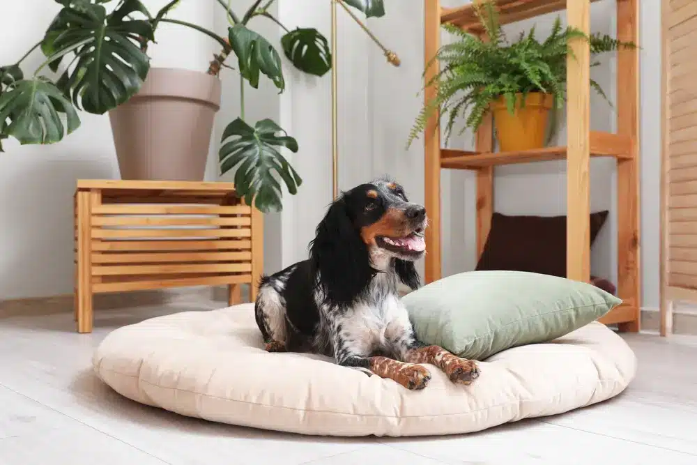 Cute,Cocker,Spaniel,Dog,Lying,In,Pet,Bed,At,Living