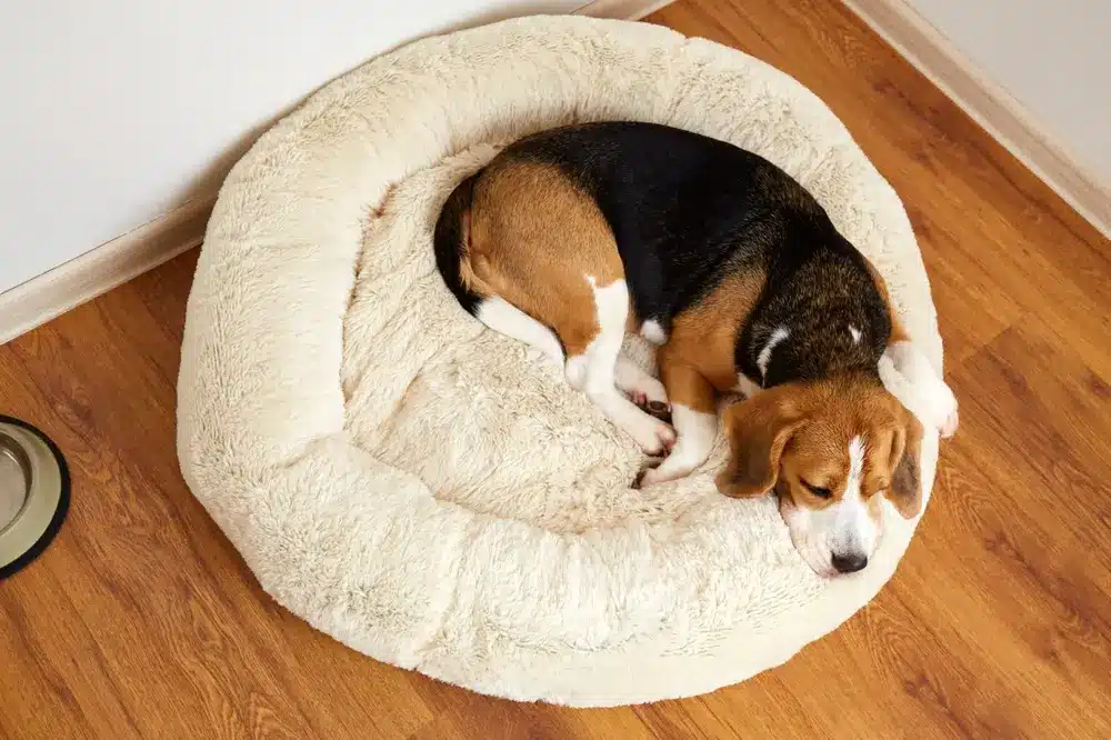 The,Beagle,Dog,Sleeps,On,A,Soft,Dog,Bed ,Top