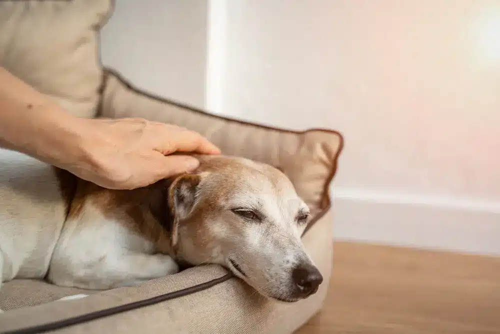 Dog,Petting,By,Woman,Hand ,Relaxed,Closed,Eyes ,Close,Up