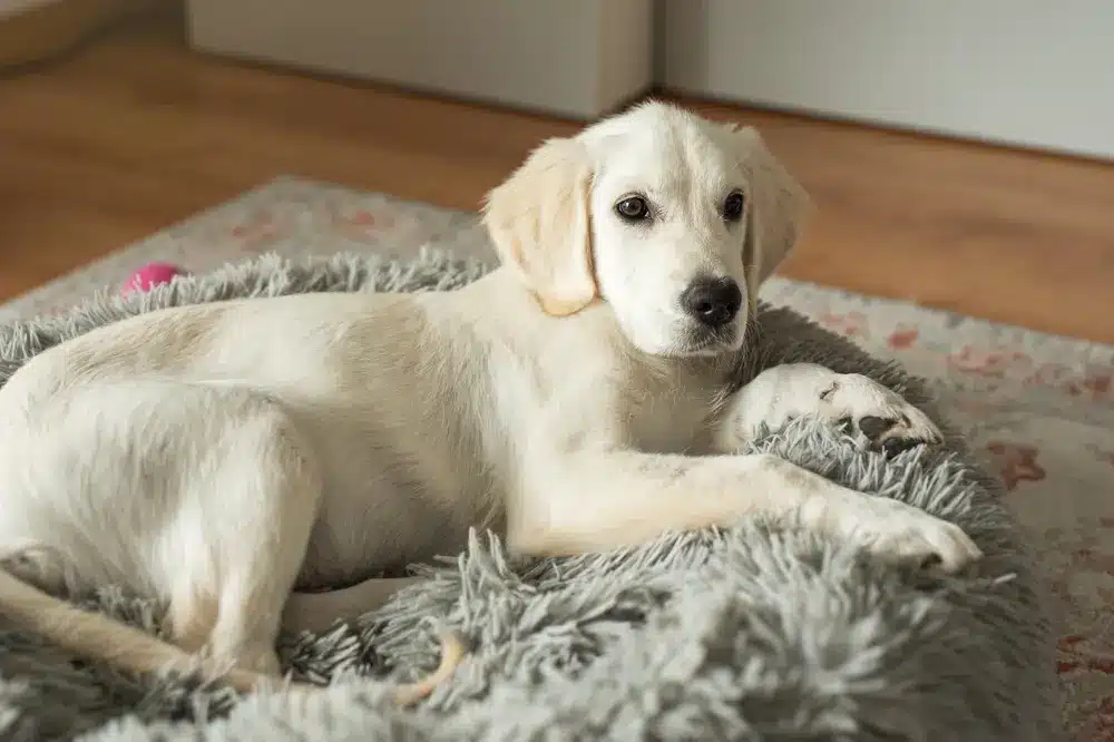 A,Puppy,Of,A,Golden,Retriever,Is,Resting,In,A