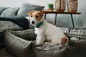 Portrait,Of,A,Rough coated,Jack,Russell,Terrier,Sitting,In,A