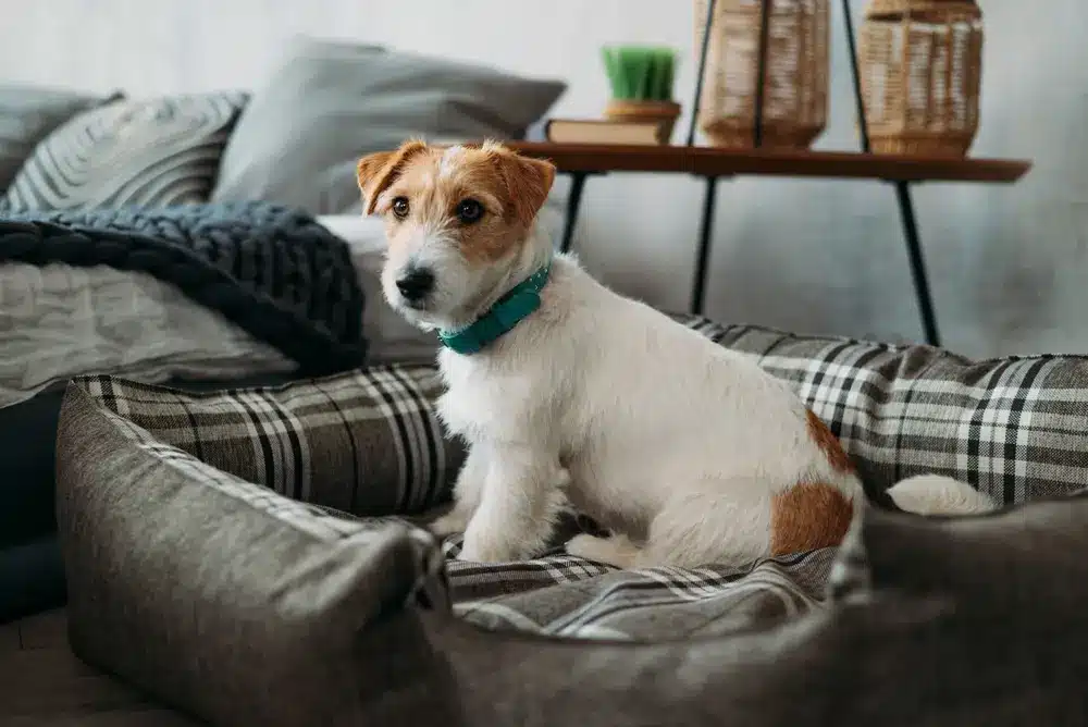 Portrait,Of,A,Rough coated,Jack,Russell,Terrier,Sitting,In,A