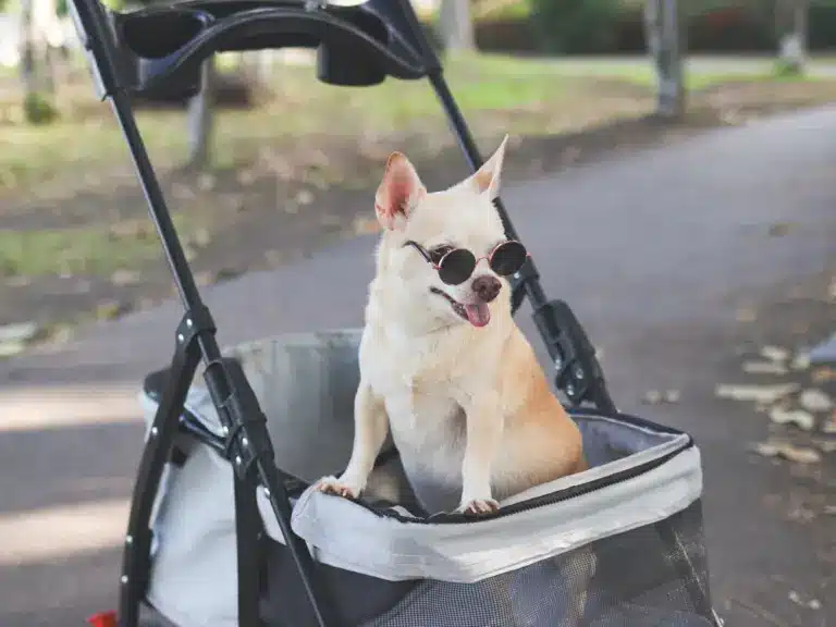 Portrait,Of,Happy,Brown,Short,Hair,Chihuahua,Dog,Wearing,Sunglasses,