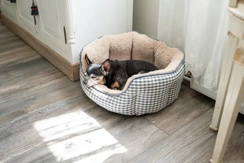 An,Old,Russian,Toy,Terrier,Sleeping,In,A,Soft,Basket