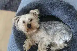 Sad,Looking,Dog,Feeling,Lonely