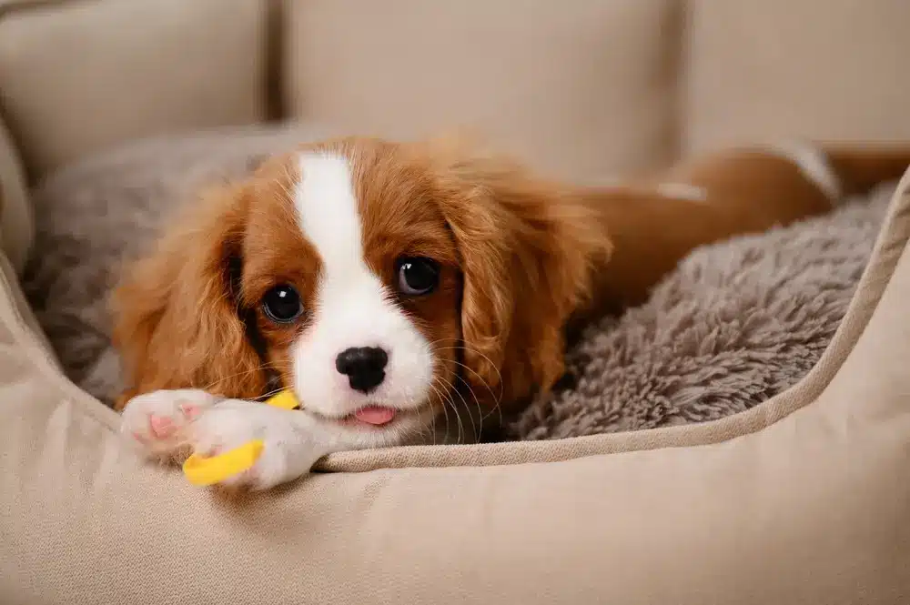 Cute,Cavalier,King,Charles,Spaniel,Puppy,Chews,On,His,Favorite