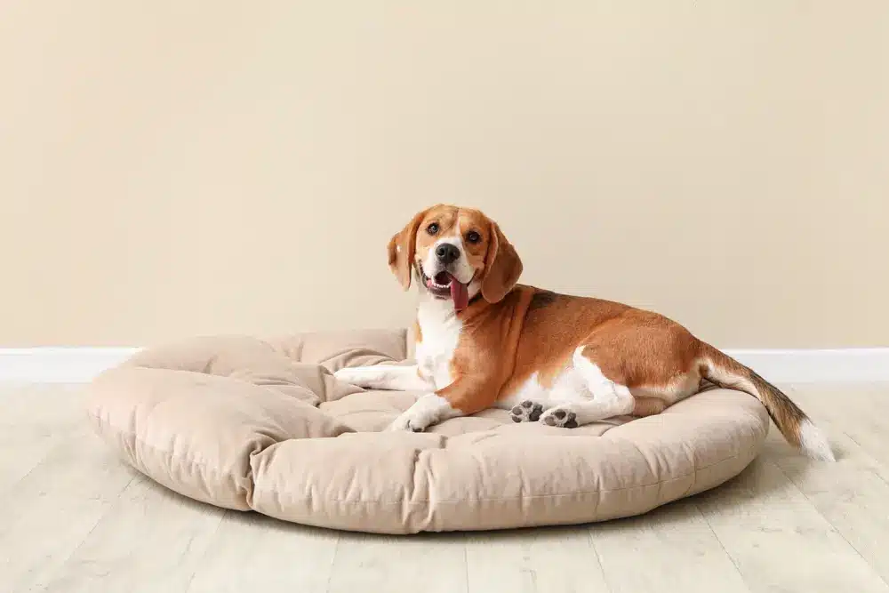 Cute,Beagle,Dog,Lying,In,Pet,Bed,Near,Beige,Wall