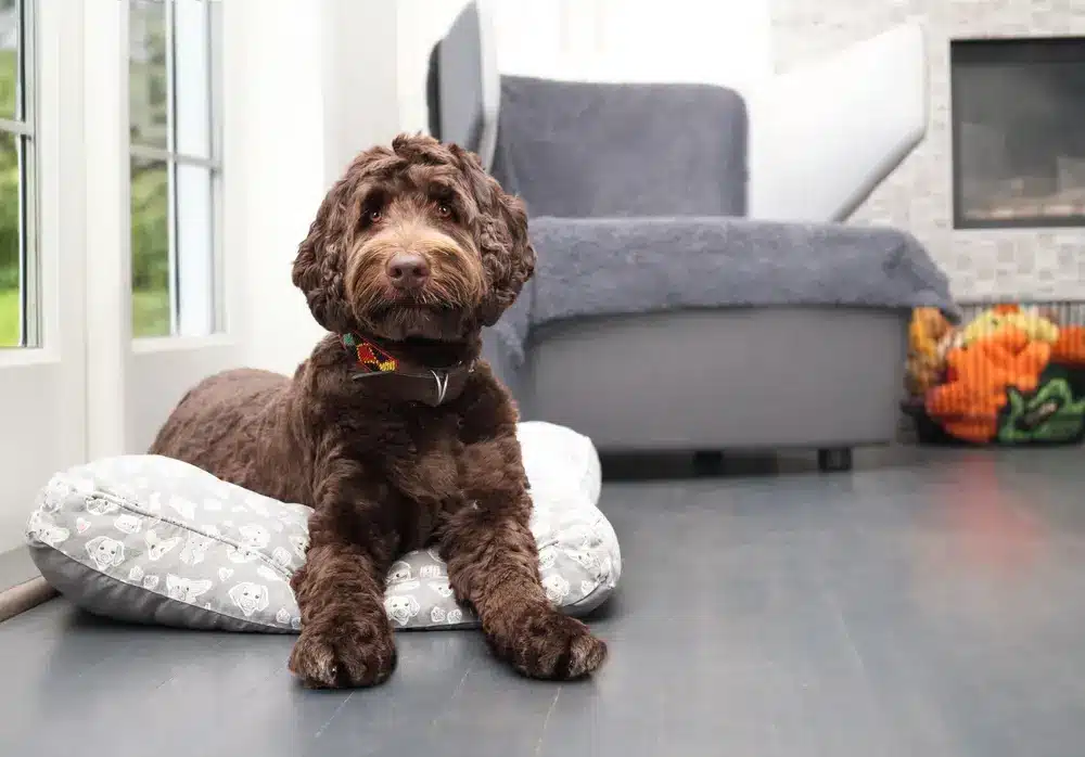 Cute,Labradoodle,Dog,Lying,On,Dog,Bed,In,Living,Room
