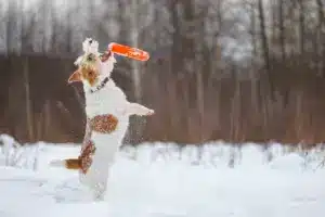 Dog,Playing,With,Orange,Ring,On,Field,In,Park ,Wirehaired