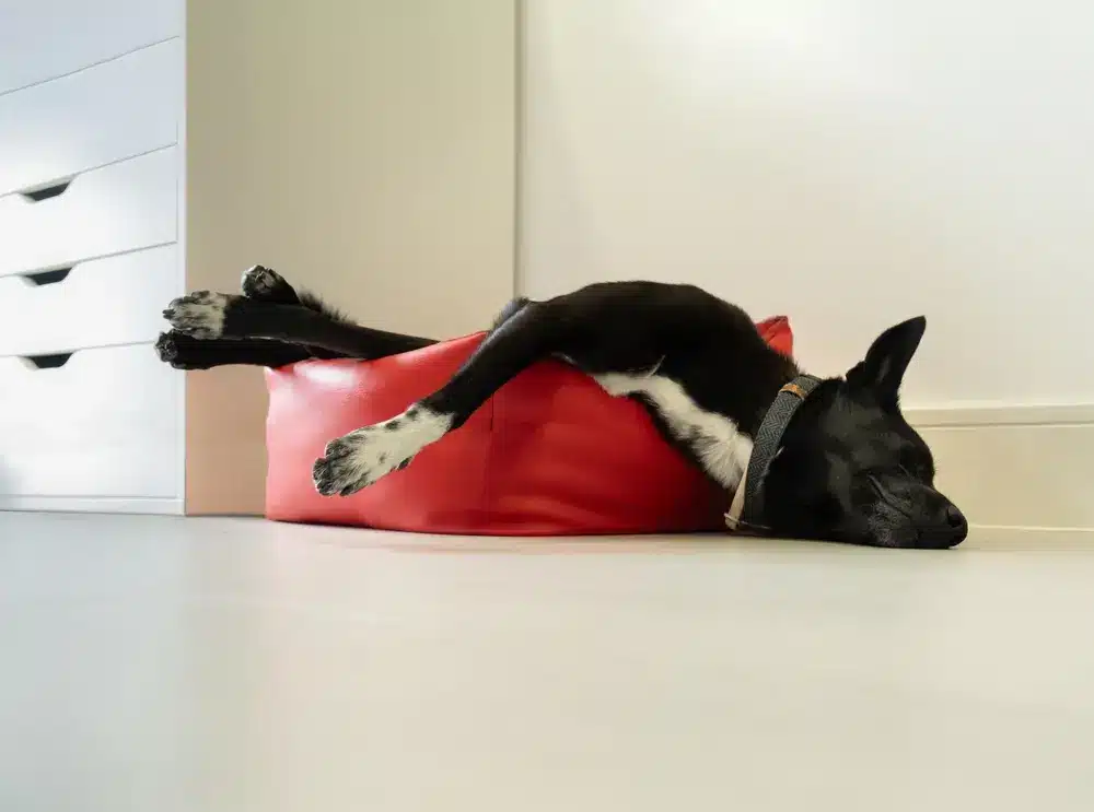 Funny,Low,Angle,Image,Of,A,Medium sized,Dog,Resting,On