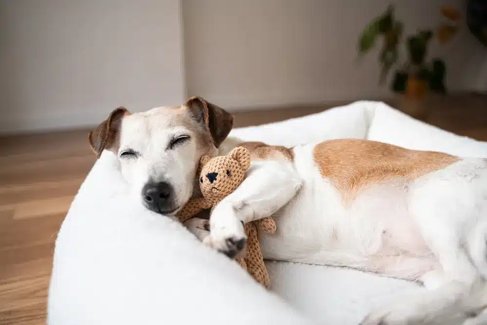 Sleepy,Dog,Face,Resting,In,Bed ,Senior,Pet,Jack,Russell